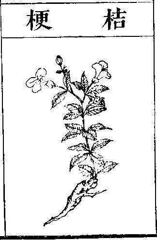 본초강목2 길경 길경.jpg