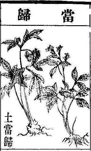 본초강목2 당귀 당귀.jpg