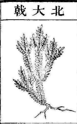 본초강목2 대극 대극1.jpg