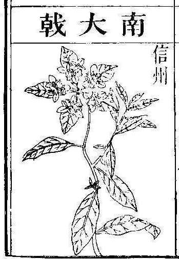 본초강목2 대극 대극2.jpg