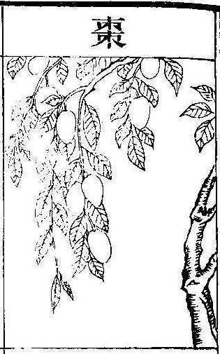 본초강목2 대조 대조.jpg