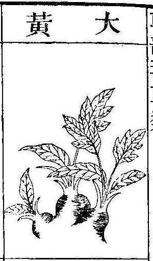 본초강목2 대황 대황.jpg