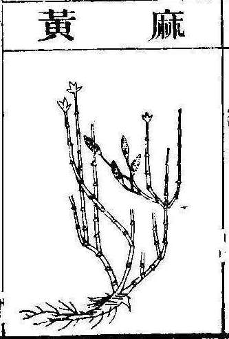 본초강목2 마황 마황.jpg