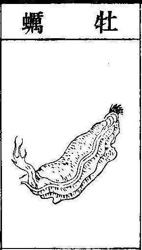 본초강목2 모려 모려.jpg