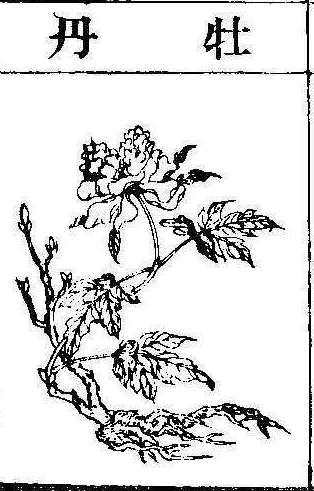 본초강목2 목단피 목단피.jpg