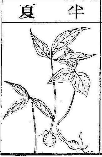 본초강목2 반하 반하.jpg