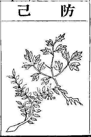 본초강목2 방기 방기.jpg