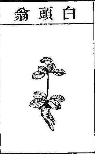 본초강목2 백두옹 백두옹.jpg