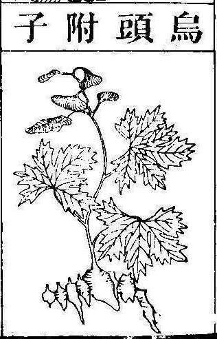 본초강목2 부자 부자.jpg