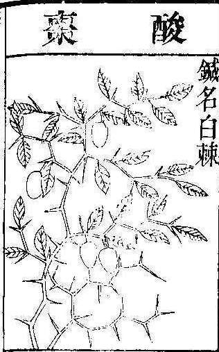 본초강목2 산조인 산조인.jpg