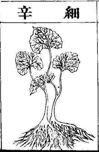 본초강목2 세신 세신.jpg