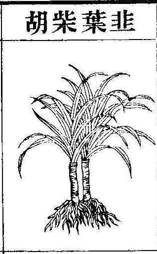 본초강목2 시호 시호1.jpg