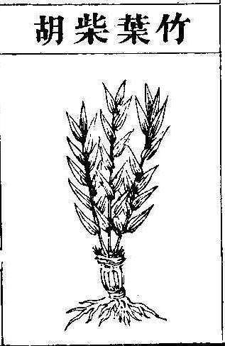 본초강목2 시호 시호2.jpg