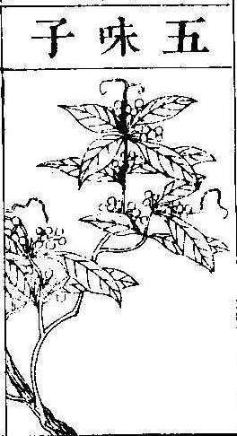 본초강목2 오미자 오미자.jpg