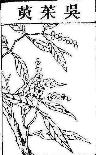 본초강목2 오수유 오수유.jpg