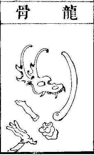 본초강목2 용골 용골.jpg