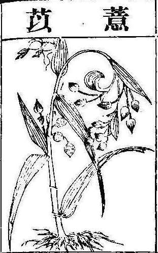 본초강목2 의이인 의이인.jpg