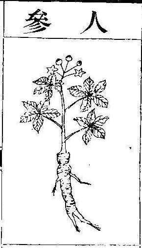 본초강목2 인삼 인삼.jpg