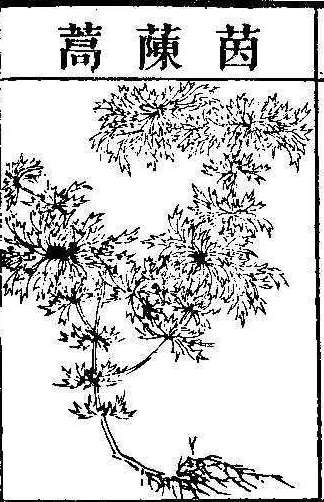 본초강목2 인진호 인진호.jpg