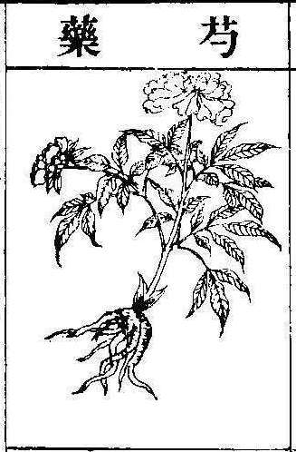 본초강목2 작약 작약.jpg