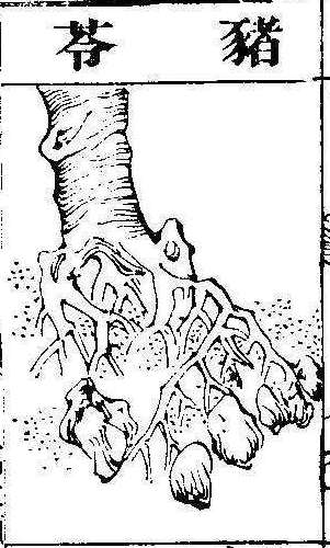 본초강목2 저령 저령.jpg