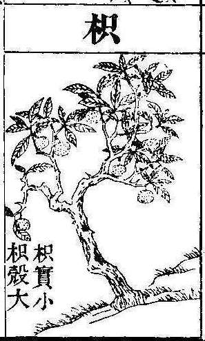 본초강목2 지실 지실.jpg