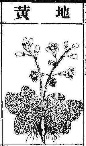 본초강목2 지황 지황.jpg