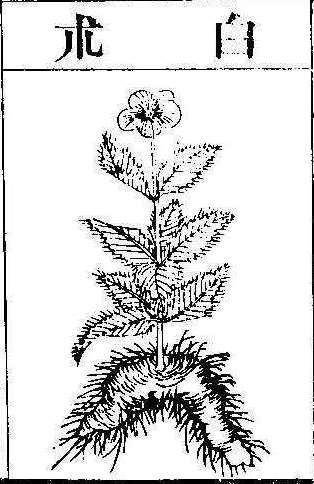 본초강목2 출 출2.jpg