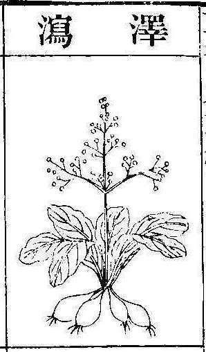 본초강목2 택사 택사.jpg