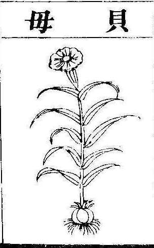 본초강목2 패모 패모.jpg