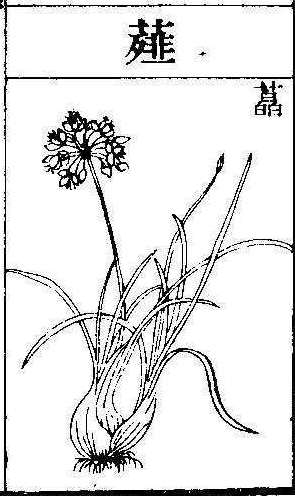 본초강목2 해백 해백.jpg