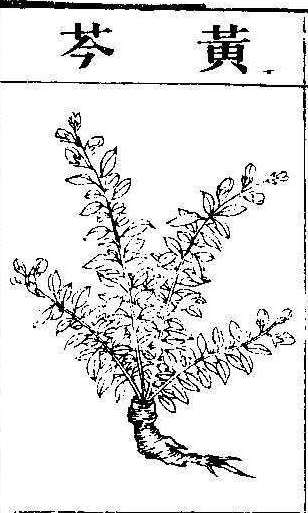 본초강목2 황금 황금.jpg