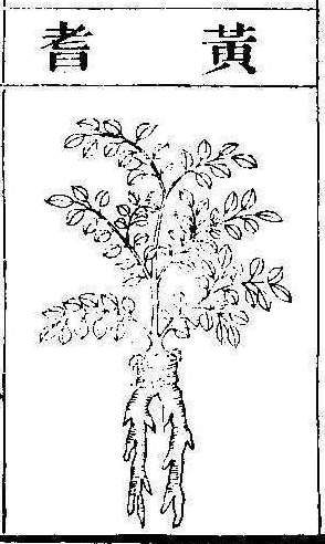 본초강목2 황기 황기.jpg