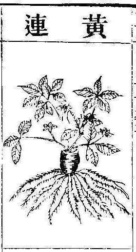 본초강목2 황련 황련.jpg