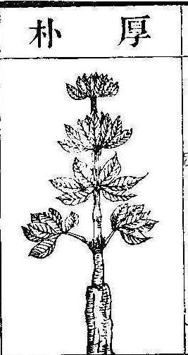 본초강목2 후박 후박.jpg