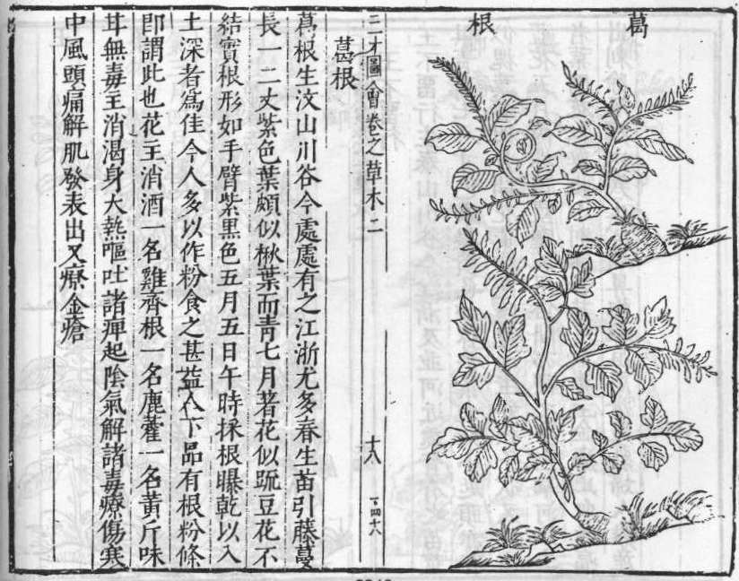 삼재도회 갈근 갈근.jpg