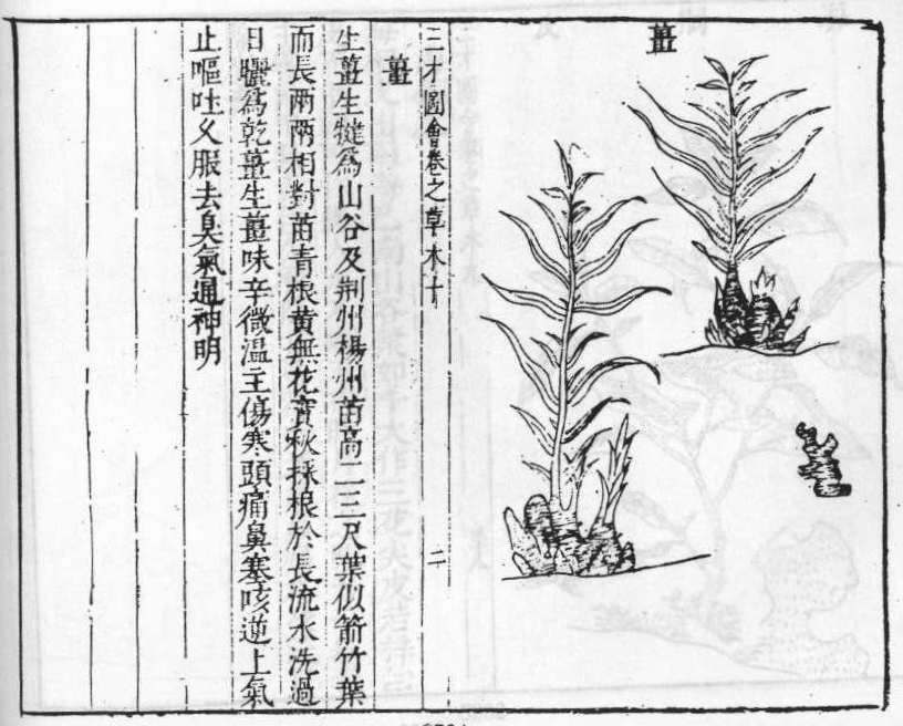 삼재도회 생강 건강_생강.jpg