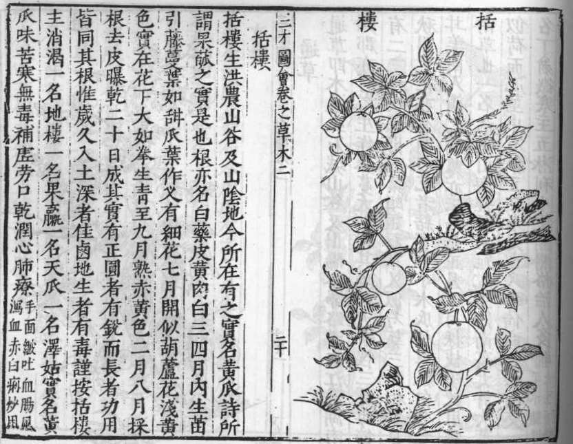 삼재도회 과루근 과루.jpg