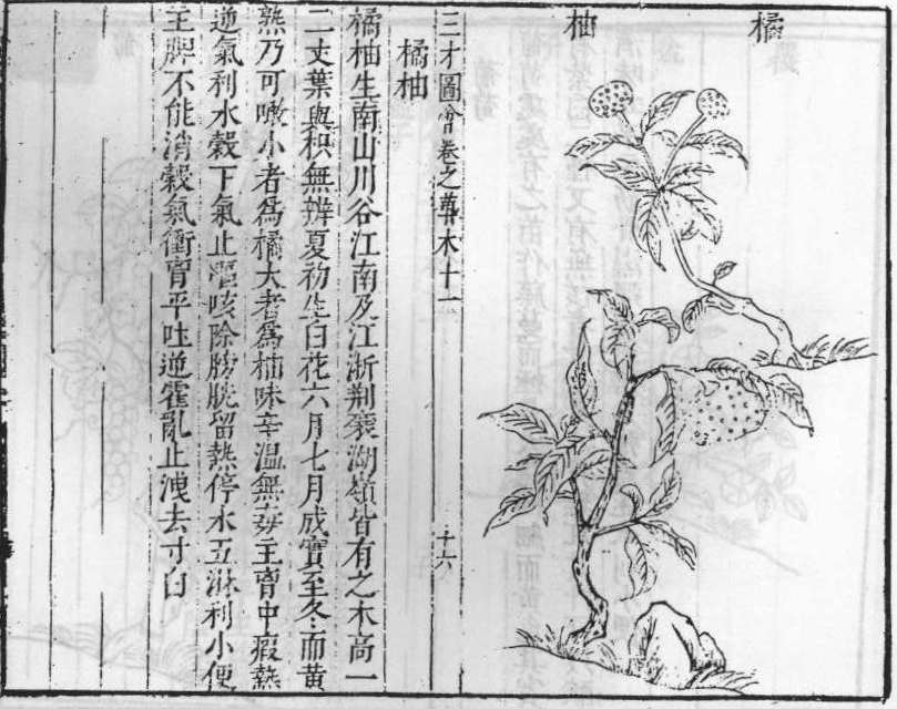 삼재도회 귤피 귤유.jpg