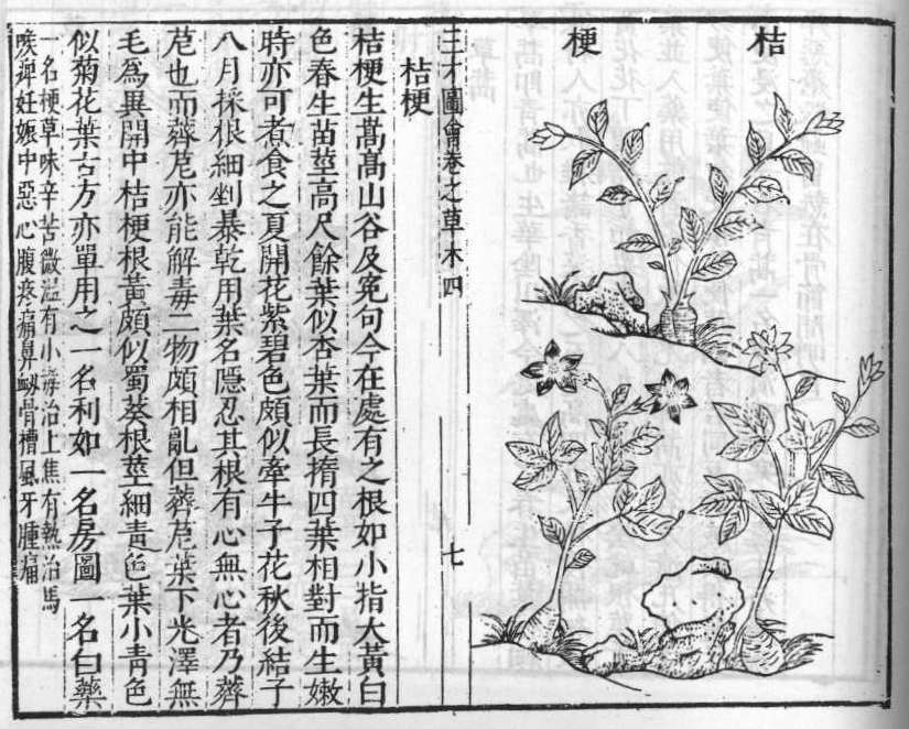 삼재도회 길경 길경.jpg