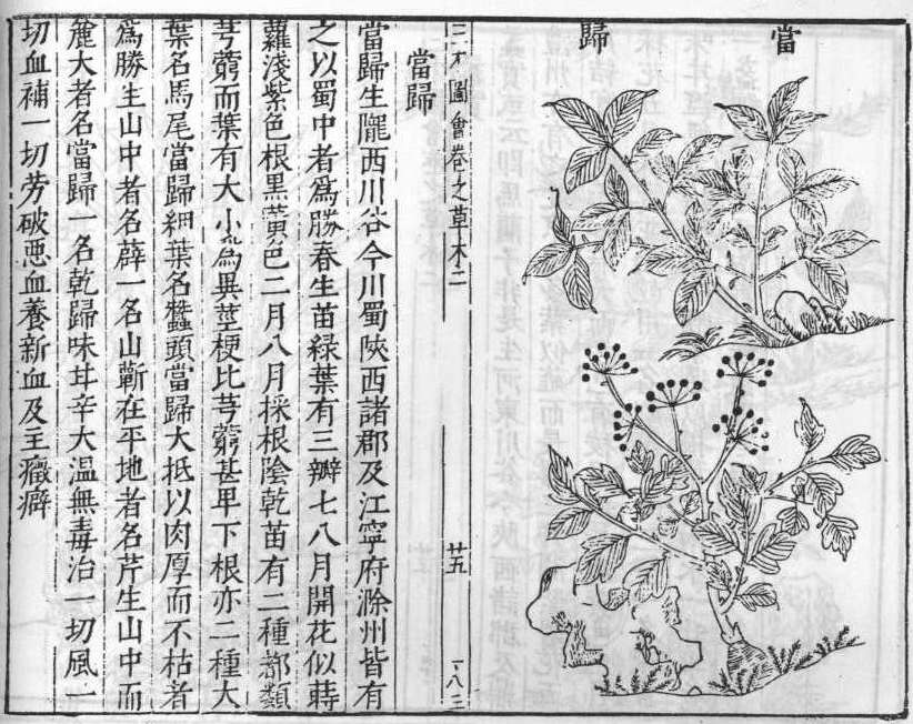 삼재도회 당귀 당귀.jpg