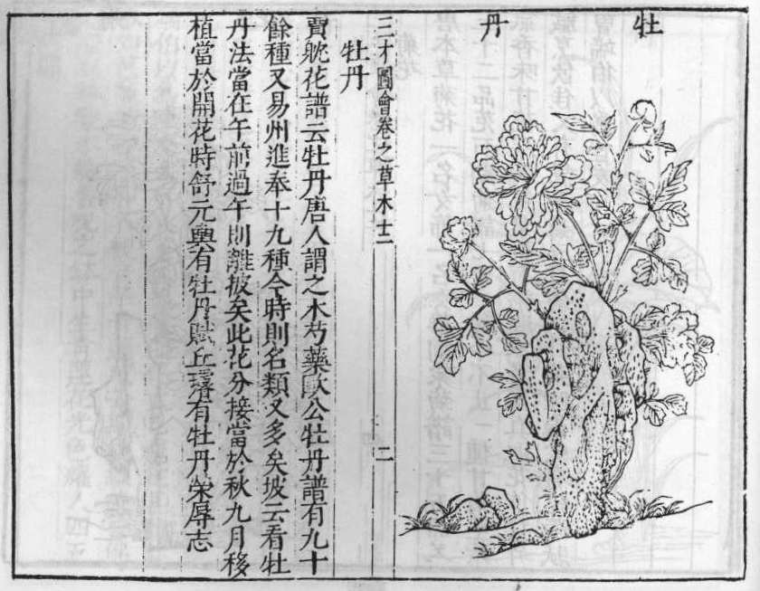 삼재도회 목단피 목단피.jpg