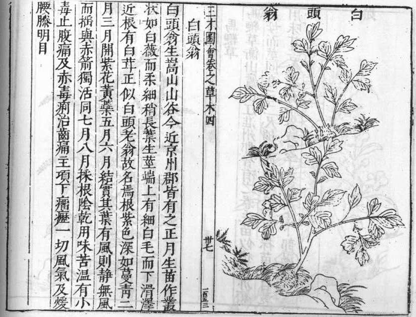 삼재도회 백두옹 백두옹.jpg