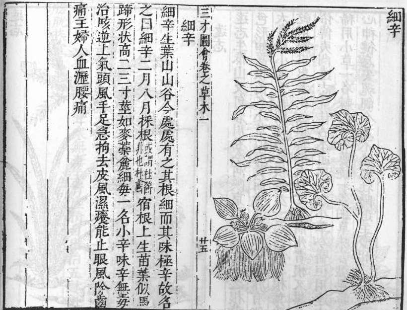 삼재도회 세신 세신.jpg