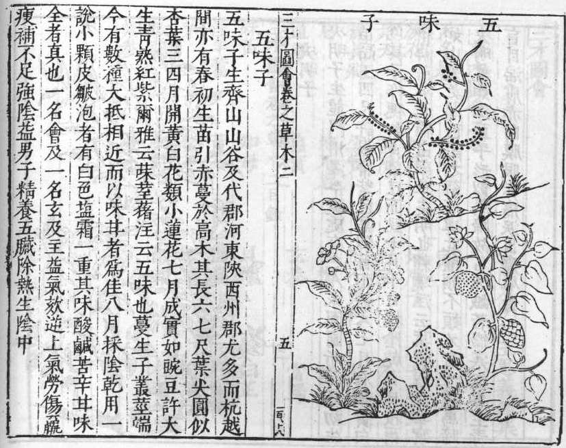 삼재도회 오미자 오미자.jpg