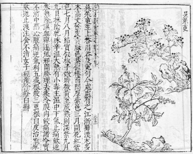 삼재도회 오수유 오수유.jpg