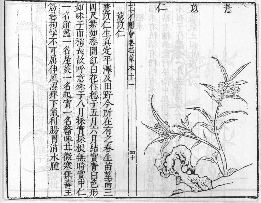 삼재도회 의이인 의이인.jpg