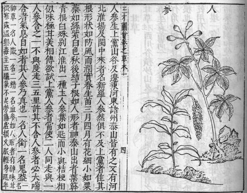 삼재도회 인삼 인삼.jpg