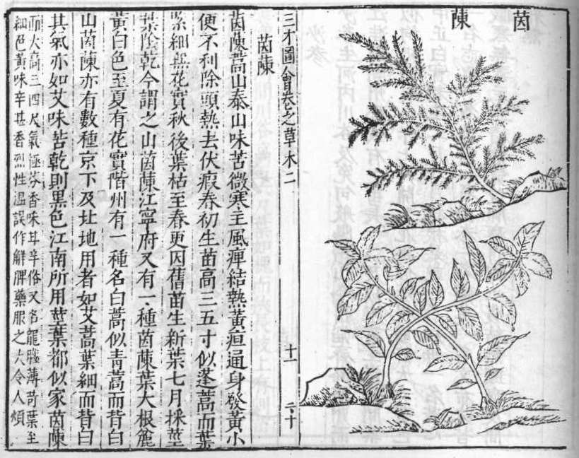 삼재도회 인진호 인진.jpg