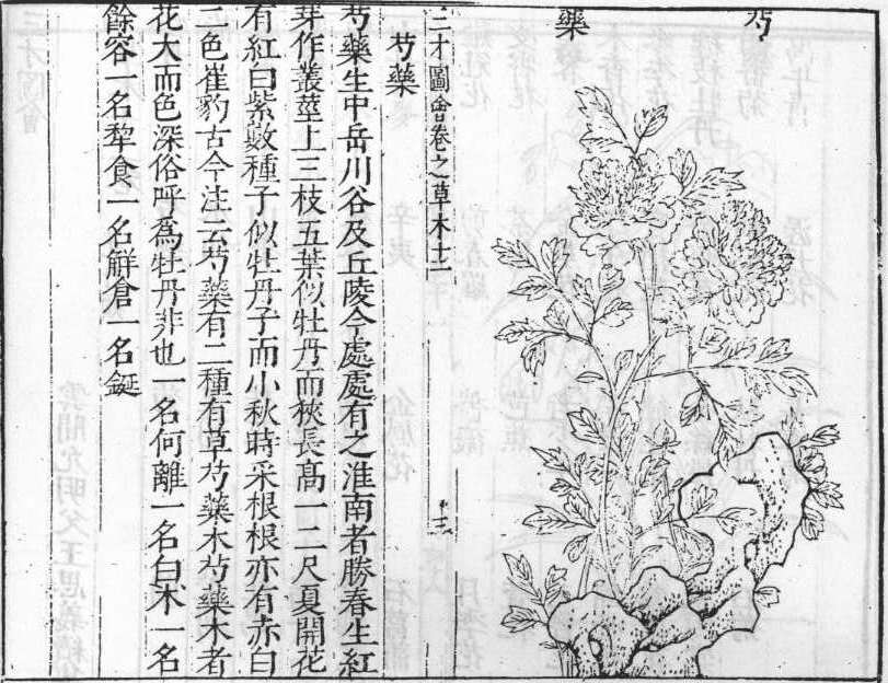 삼재도회 작약 작약.jpg